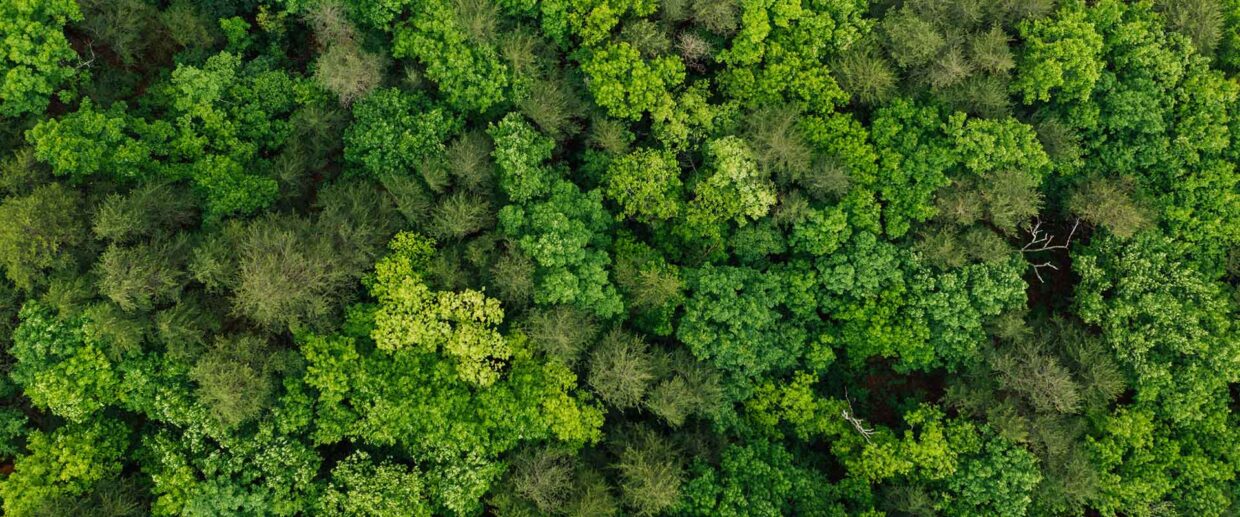 Green Edge Computing: How To Use Edge Computing To Improve Sustainability