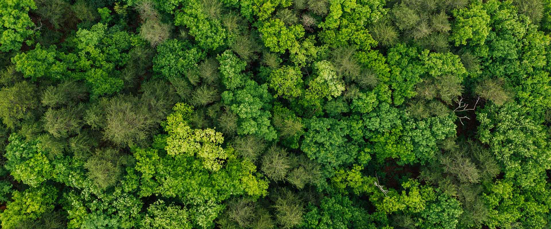 Green Edge Computing: How To Use Edge Computing To Improve Sustainability