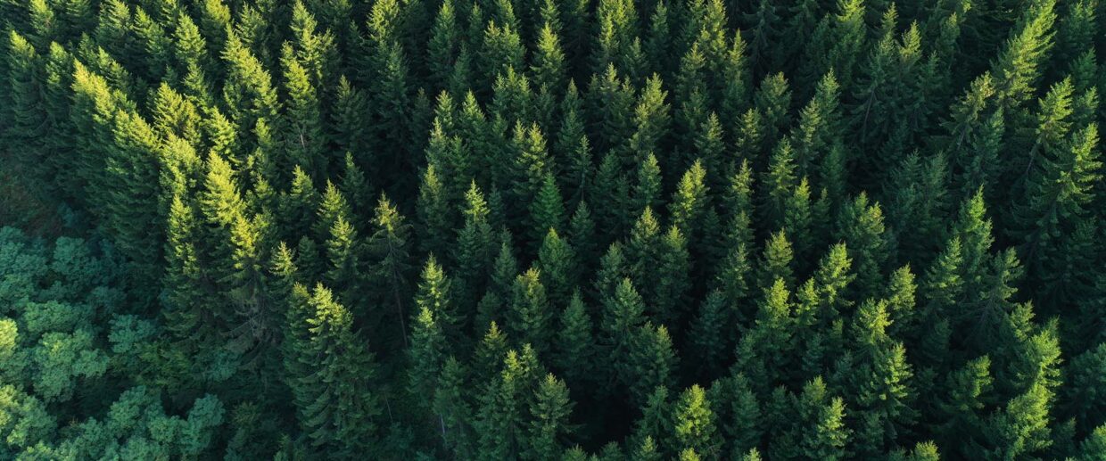 What Is ISO 14001:2015? Requirements, Process, and Benefits
